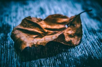 Close Up Photo of Dried Leaf