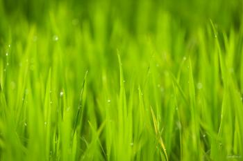 Close Up Photo of Green Grass Under Sunny Sky during Daytime