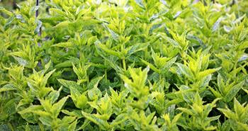Close Up Photo of Green Leafed Plants