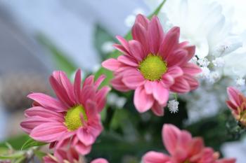 Close-up Photo of Pink Gazania Flower