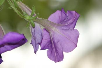 Close Up Photo of Purple Morning Glory Flower