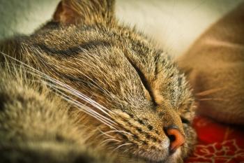 Close Up Photo of Tabby Cat