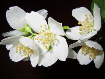 Close Up Photo of White Petaled Flower