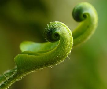 Close Up Photography of a Green Leaf Sprout