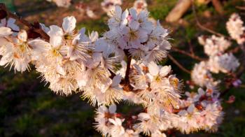Close-up Photography of Cherry Blossoms