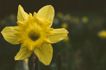 Close-up Photography of Daffodil Flower