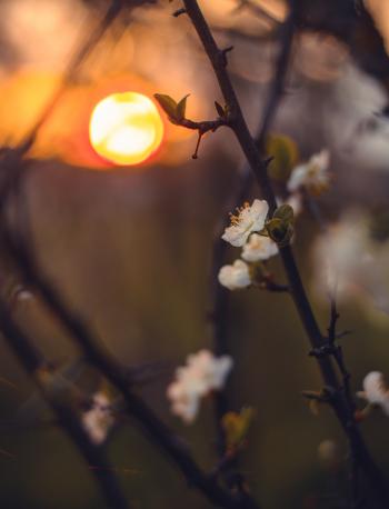 Close-Up Photography of Flowers During Sunset