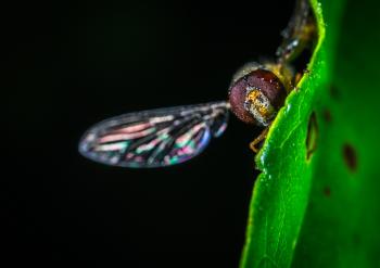 Close-up Photography of Fly on Green Leaf Plant