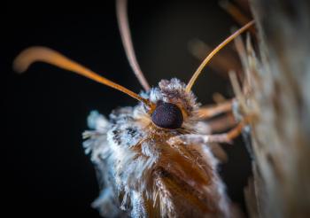 Close-up Photography of Gray Butterfly