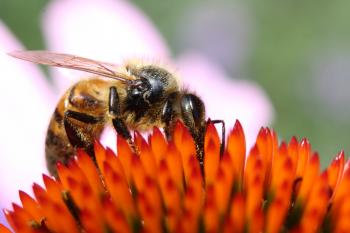 Close-up Photography of Honeybee on Orange Petaled Flower
