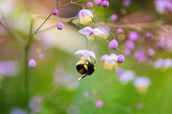 Close-up Photography of Honeybee