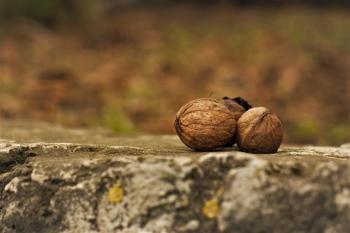 Close-Up Photography of Nuts on Ground
