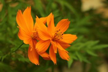 Close-Up Photography of Orange Flowers