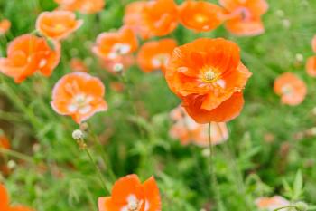 Close-up Photography of Orange Petaled Flowers
