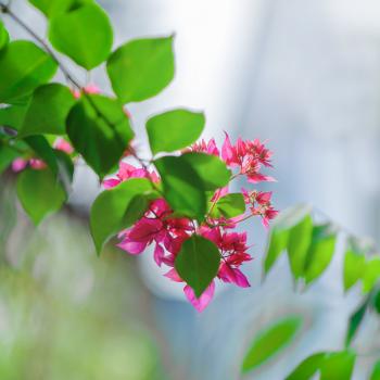 Close-Up Photography of Pink Flowers Near Leaves