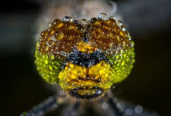 Close-up Photography of Water Dew on Green Insect
