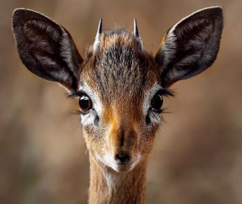 Close-up Portrait of a Antelope