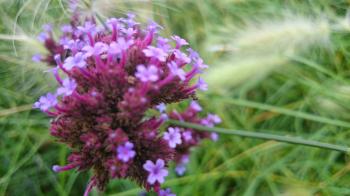 Close up Purple Flowers