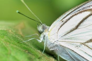 Close up white butterfly