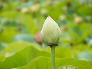 File:Nelumno nucifera closed flower - botanic garden adelaide.jpg ...
