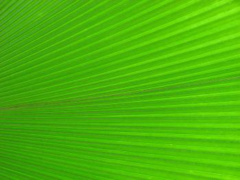 Closeup of a bright green tropical leaf