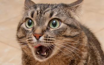 Close-up eyes cats animals macro wallpaper | 1920x1200 | 7919 ...