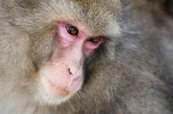 Free Stock photo of snow monkey face | Photoeverywhere