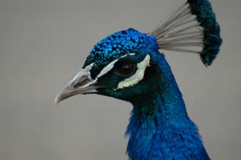peacock close up head – My Portfolio