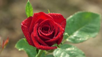 Most Beautiful Red Rose Closeup with Water Drops 4K Nature Bokeh ...