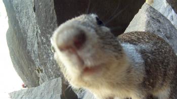 NOSE OF A SQUIRREL CLOSE UP - YouTube