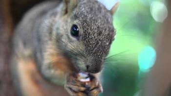 Squirrel Eating - Extreme Close Up (WATCH IN HD) - YouTube