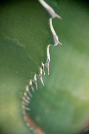 Closeup on Agave Americana leaf