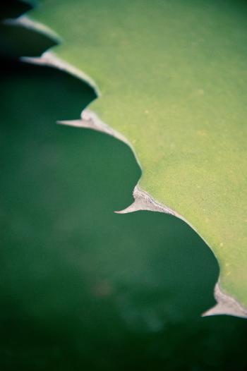 Closeup on Agave plant