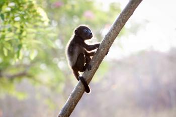 Closeup Photo of Brown Baby Monkey