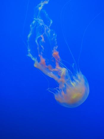 Closeup Photo Of Jellyfish