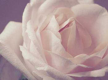 Closeup Photo Of White Rose