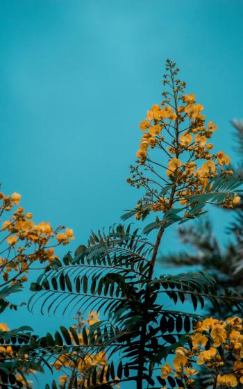 Closeup Photo of Yellow Floral Plant