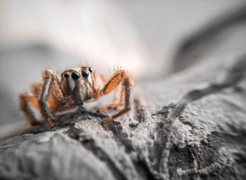 Closeup Photography of Brown Jumping Spider