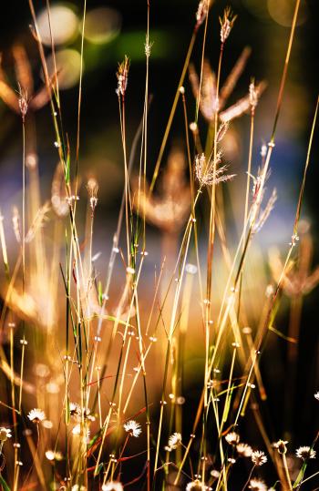 Closeup Photography of Grass