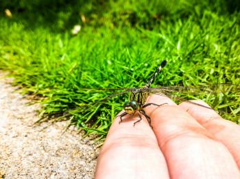 Closeup Photography of Person Handling Green Dragonfly