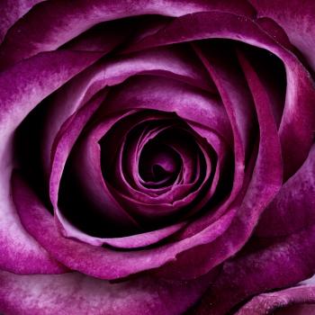 Closeup Photography of Purple Petal Flower