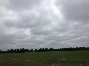 Grain Crops Update: Cloudy Skies and Striped Corn