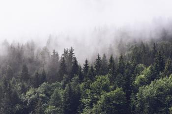 Cloudy forest Wall mural | Photo wallpaper | Nature - Happywall