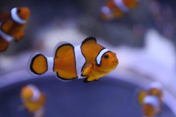 Clounfish in the deep sea