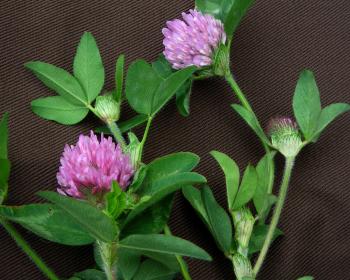 Clover, Red, 1/4 lb : Southern Exposure Seed Exchange, Saving the ...