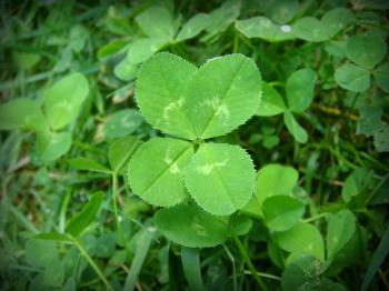 File:4-leaf clover.JPG - Wikimedia Commons