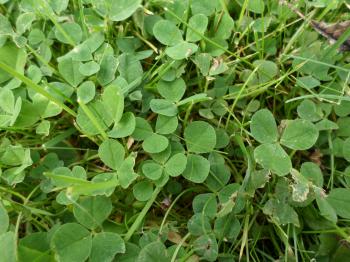 Clover leaves and grass