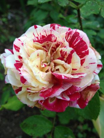 Floribunda Rose 'George Burns' (aka 'Paparazzi', 'Rodeo Clown ...