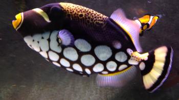 Clown Triggerfish - YouTube