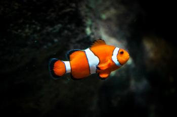 Clownfish Fish